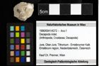 Foto (Objekt + Etiketten) von Decapoda indet. 